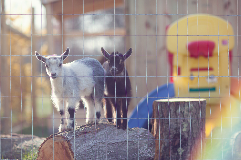 goats3