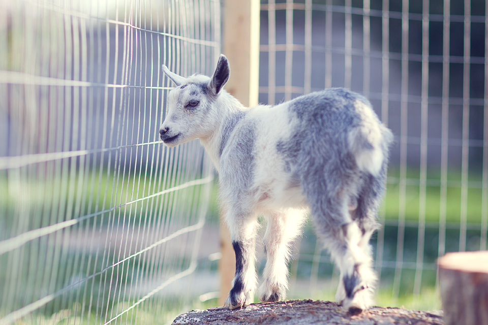 goats6